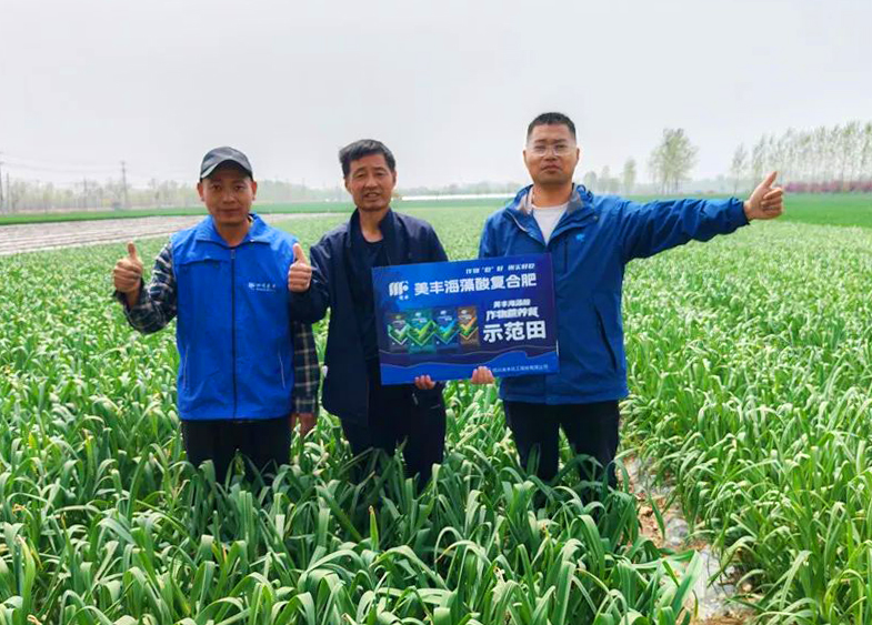 美丰肥料助力中原蒜乡喜丰收