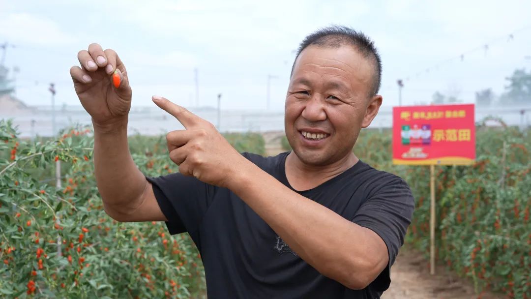 鲜枸杞用了美丰肥亩产超2000斤