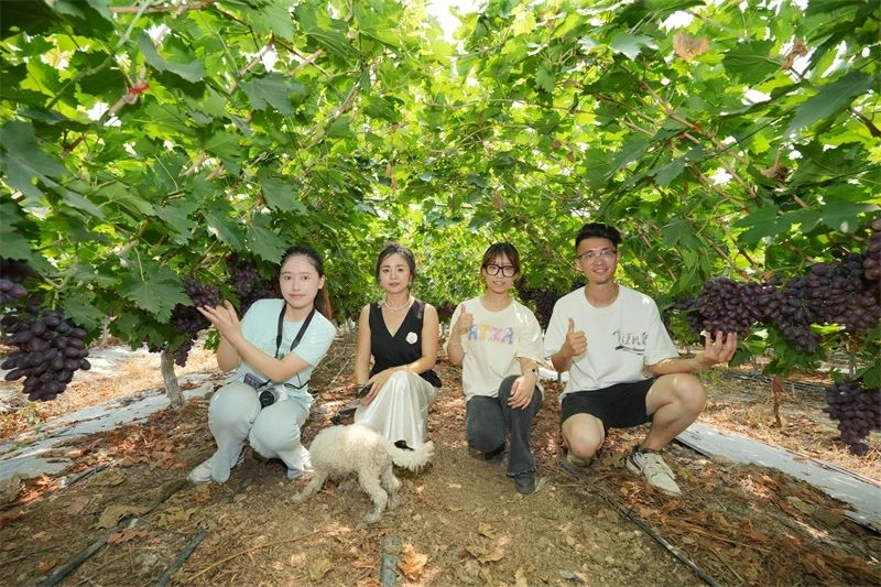 美丰套餐肥助力葡萄产量品质双突破